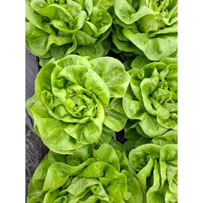 Sveze Povrce Salata Zelena Glavica