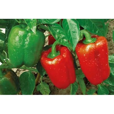 Paprike Vise Vrsta Dll 400 g
