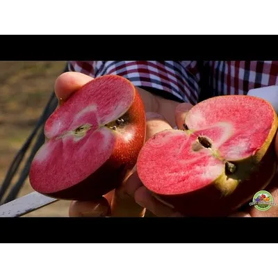Jabuka Red Moon 600 g