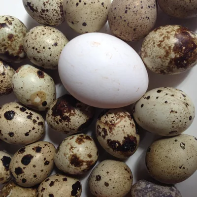 Jaja Prepelice Egg