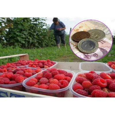 Malina Sveža Isc 125 g