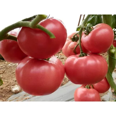 Paradajz Pink Prirodan Izbor 600 g