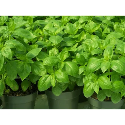 Bosiljak Veza Zelena Kooperativa 20 g