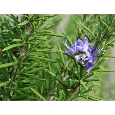 Ruzmarin Veza Zelena Kooperativa 20 g
